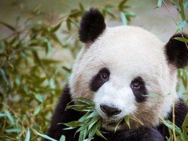 卧龙大熊猫自然保护区