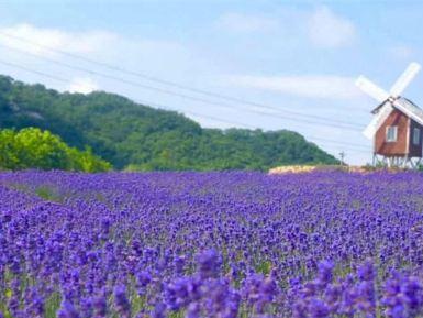 紫云花汐薰衣草庄园