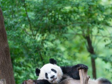 成都大熊猫繁育研究基地