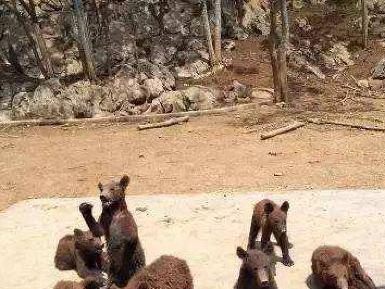 诸仙洞野生动物园