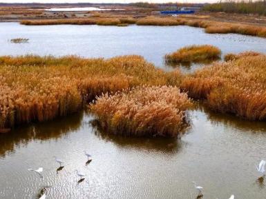 玛纳斯湖地区湿地