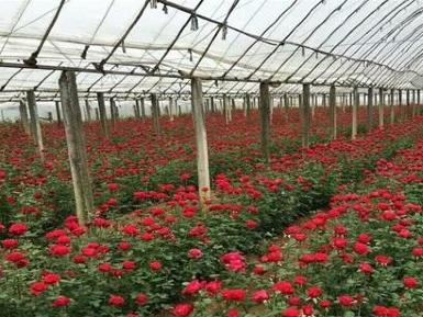 泽普县鲜切玫瑰花种植基地